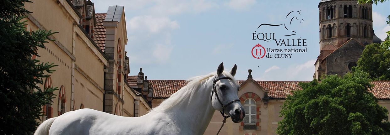 GRAA - Avantages immersif - equivallee - cheval - haras - equitation