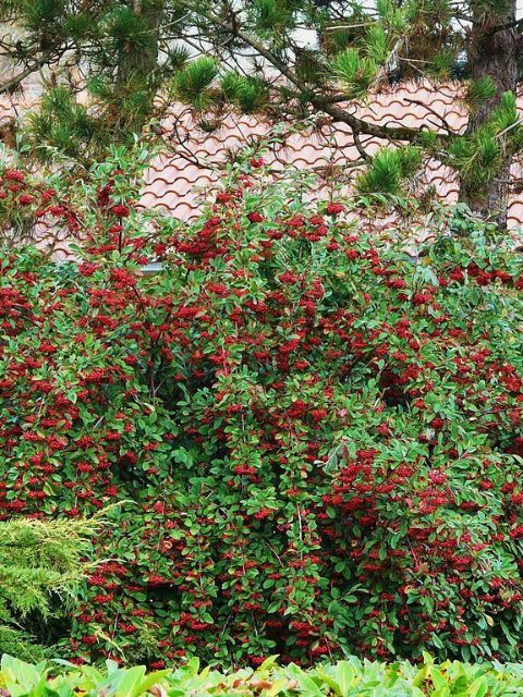 GDMR_GOC_PDM_Bloc_Cotoneaster