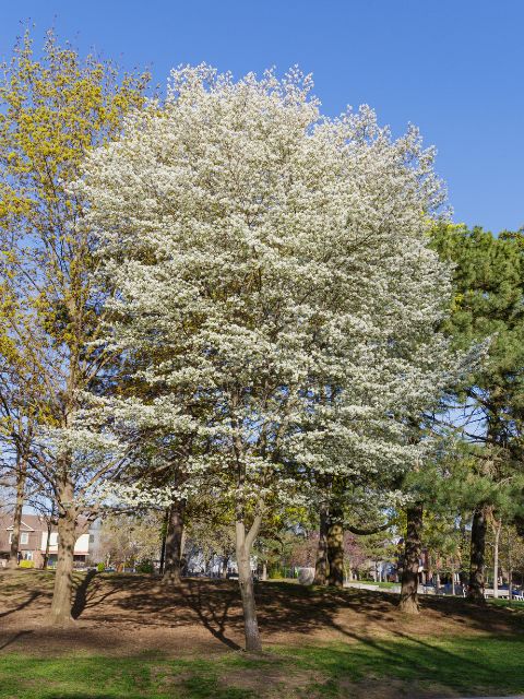 GDMR_GOC_PDM_Bloc_Amelanchier