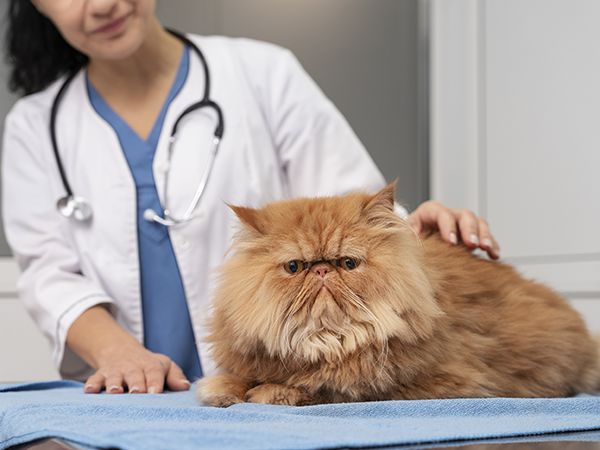 veterinarian-taking-care-pet