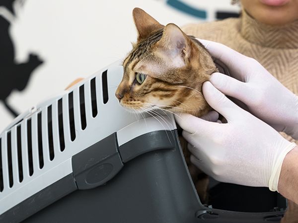 GDMR - GMED - Visuel chat vétérinaire puce rebond 600x450