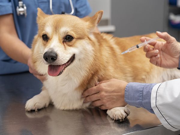 GDMR - GMED - Visuel chien vaccin rebond 600x450