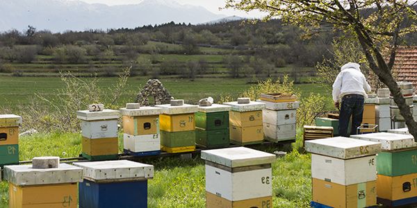 GDMR - GMED - Visuel apiculture 600x300