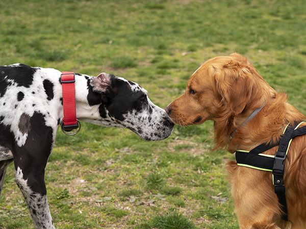 GDMR - GMED - Visuel différentes races de chien