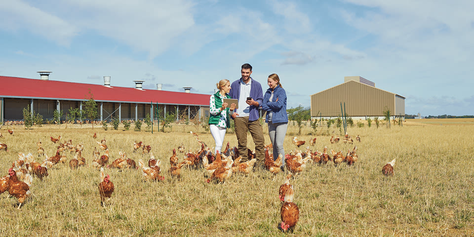 AGRI poules rebond