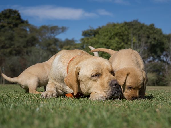 GDMR - GMED - Visuel golden retriever rebond 600x450 