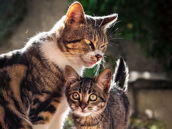 GDMR - GMED - Visuel chat et chaton rebond 600x450