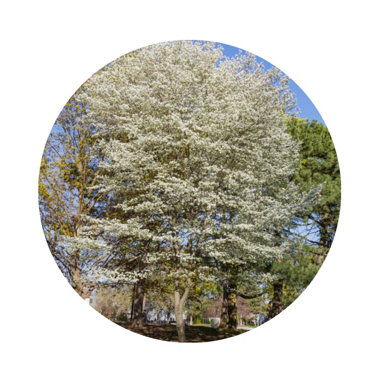 GCA - GDMR - Amélanchier canadensis